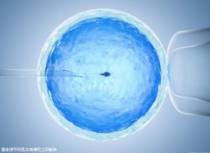 供精试管供卵中介